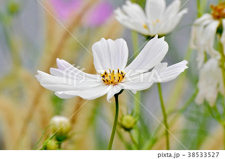 東京都三鷹市の植物 三鷹中原に咲くコスモス 38533527