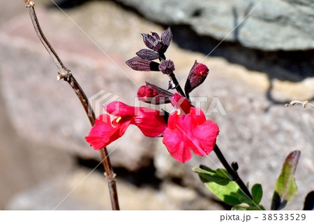 東京都三鷹市の植物 三鷹中原に咲くサルビアミクロフィラ 38533529