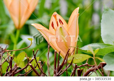 東京都三鷹市の植物 三鷹中原に咲くスカシユリ 38533530