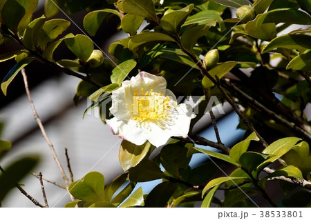 東京都三鷹市の植物 三鷹中原に咲く白いサザンカ 38533801