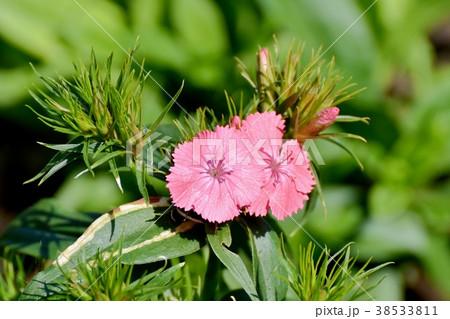 東京都三鷹市の植物 三鷹中原に咲くナデシコ 38533811
