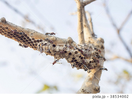hornet bug and nest on wood 38534002