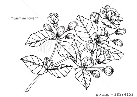 780+ Jasmine Flower White Background Stock Illustrations, Royalty-Free  Vector Graphics & Clip Art - iStock | Jasmine white background, Lavender,  Orange blossom