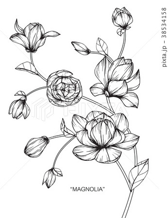 Magnolia flower drawing illustration. Magnolia flower drawing illustration. 38534158