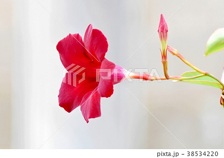 東京都三鷹市の植物 三鷹中原に咲くマンデビラ 38534220