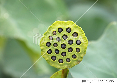 蓮花果實生長在花叢中 照片素材 圖片 圖庫