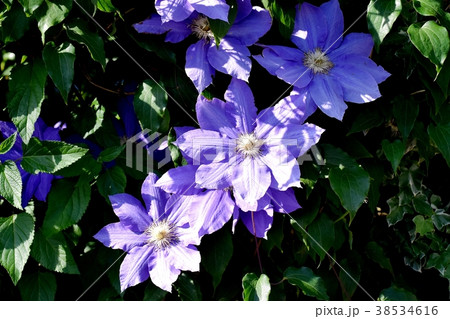 東京都三鷹市の植物 三鷹中原に咲くクレマチス 東京都三鷹市の植物 三鷹中原に咲くクレマチス 38534616