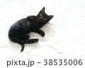 黒の子猫 38535006