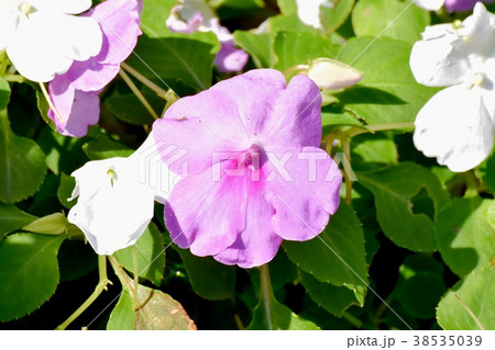東京都三鷹市の植物 三鷹中原に咲くアフリカホウセンカ 東京都三鷹市の植物 三鷹中原に咲くアフリカホウセンカ 38535039