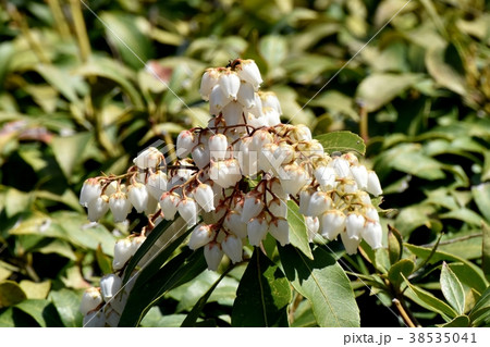 東京都三鷹市の植物 三鷹仙川隣接公園に咲くアセビ馬酔木 38535041