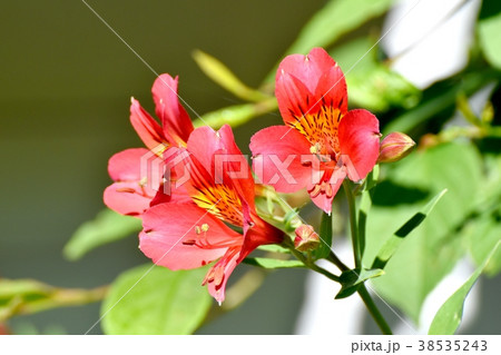 東京都三鷹市の植物 三鷹中原に咲くアルストロメリア 東京都三鷹市の植物 三鷹中原に咲くアルストロメリア 38535243