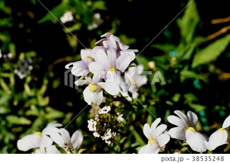 東京都三鷹市の植物 三鷹中原に咲く薄紫色のリナリア 東京都三鷹市の植物 三鷹中原に咲く薄紫色のリナリア 38535248
