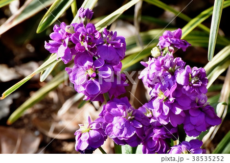 東京都三鷹市の植物 三鷹中原に咲く紫色のストック 38535252