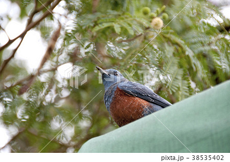 イソヒヨドリ 38535402