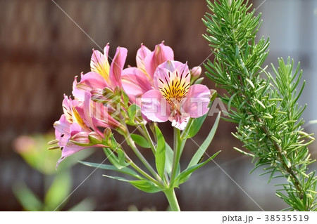 東京都三鷹市の植物 三鷹中原に咲くアルストロメリア 東京都三鷹市の植物 三鷹中原に咲くアルストロメリア 38535519