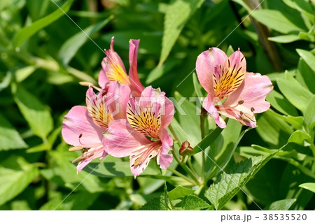 東京都三鷹市の植物 三鷹中原に咲くアルストロメリア 38535520