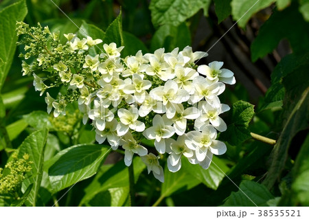 東京都三鷹市の植物 三鷹中原に咲くカシワバアジサイ 38535521