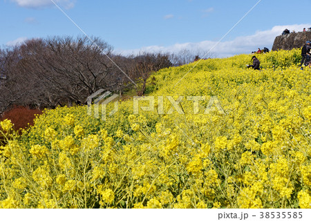 吾妻山公園　早春 38535585
