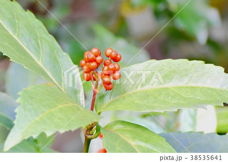 東京都三鷹市の植物 三鷹中原になるセンリョウ 38535641