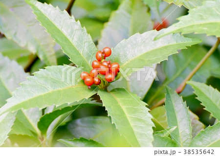 東京都三鷹市の植物 三鷹中原になるセンリョウ 38535642