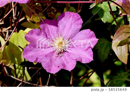 東京都三鷹市の植物 三鷹中原に咲く赤紫色のクレマチス 東京都三鷹市の植物 三鷹中原に咲く赤紫色のクレマチス 38535649