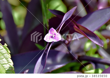 東京都三鷹市の植物 三鷹中原に咲くムラサキゴテン 東京都三鷹市の植物 三鷹中原に咲くムラサキゴテン 38535650