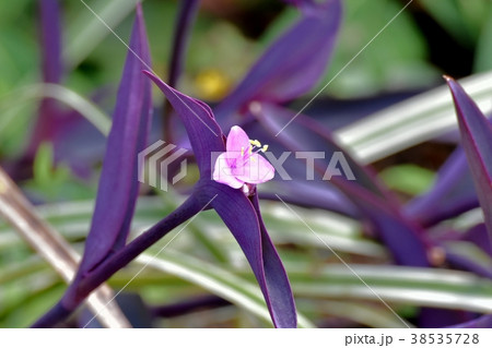 東京都三鷹市の植物 三鷹中原に咲くムラサキゴテン 東京都三鷹市の植物 三鷹中原に咲くムラサキゴテン 38535728