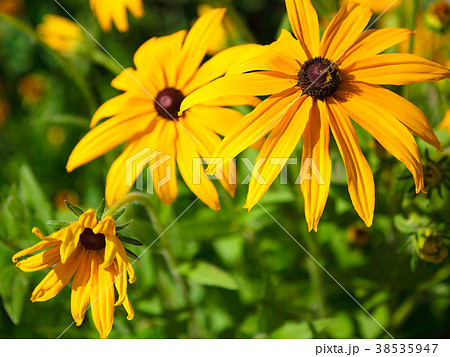 beautiful orange daisy in the garden 38535947