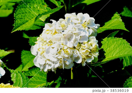 東京都三鷹市の植物 三鷹中原に咲くアジサイ 東京都三鷹市の植物 三鷹中原に咲くアジサイ 38536019