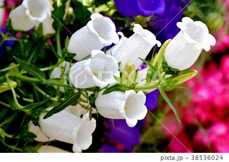東京都三鷹市の植物 三鷹中原に咲く白いカンパニュラ 東京都三鷹市の植物 三鷹中原に咲く白いカンパニュラ 38536024