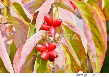 東京都三鷹市の植物 三鷹中原になるハナミズキ 38536025