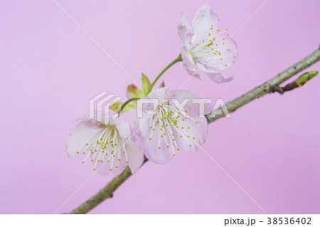 美しい桜 38536402