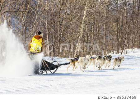 Traditional Kamchatka Dog Sledge Race Traditional Kamchatka Dog Sledge Race 38537469