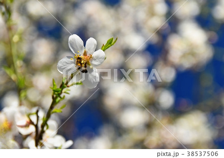 Spring blossom background. Beautiful nature scene. Spring blossom background. Beautiful nature scene. 38537506