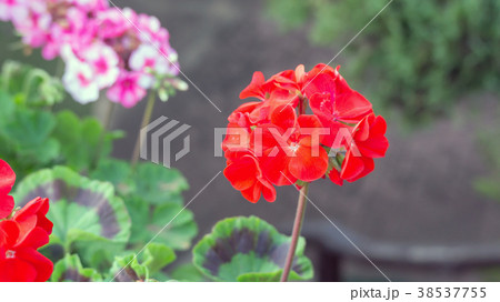 Red Geranium flower in a garden. Red Geranium flower in a garden. 38537755