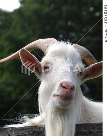 ヤギ 38538391