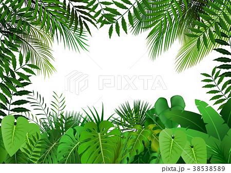 Jungle on white background 38538589