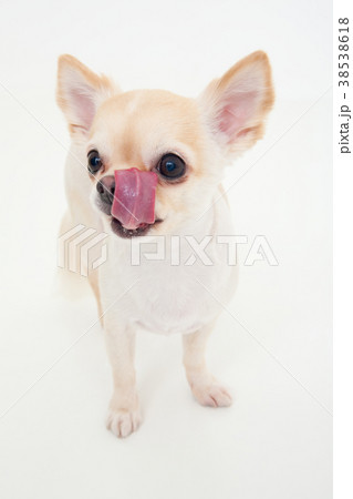 犬 38538618