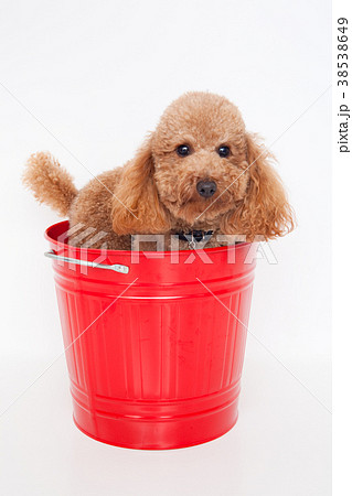 犬　トイプードル 38538649