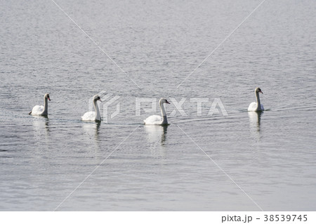 コブハクチョウ コブハクチョウ 38539745