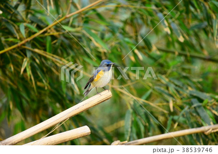 ルリビタキ 雄 秋ヶ瀬公園 ルリビタキ 雄 秋ヶ瀬公園 38539746