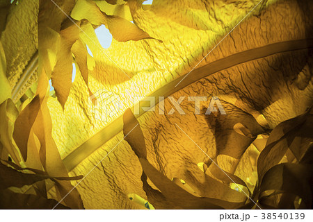 葉山の海藻、ワカメの繁茂 葉山の海藻、ワカメの繁茂 38540139