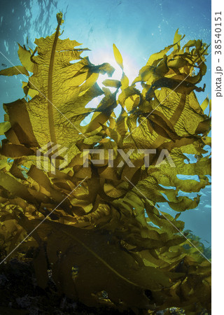 葉山の海藻、ワカメの繁茂 38540151