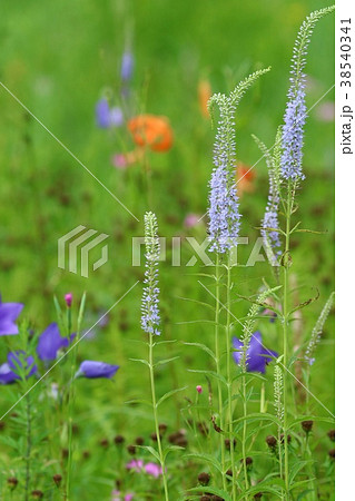 高原の花　コオニユリ　キキョウ　トラノオ 38540341