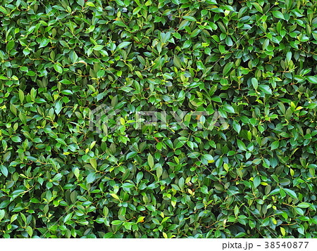 green young tiny creeping plant on garden wall green young tiny creeping plant on garden wall 38540877