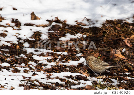 地面で餌を探すオオマシコ 38540926