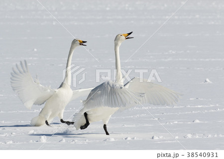 雪上で鳴く白鳥 38540931