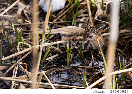 葦に潜むクイナ 38540932
