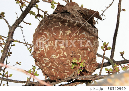 蜂の巣 蜂の巣 38540949