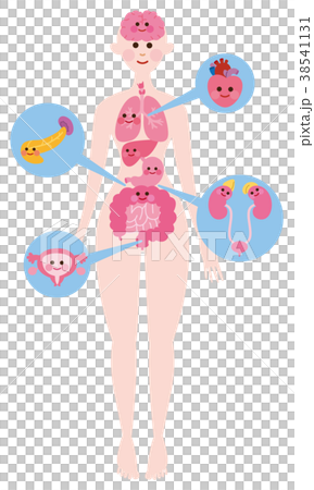 Human body organ character 38541131